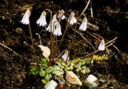 Soldanella minima